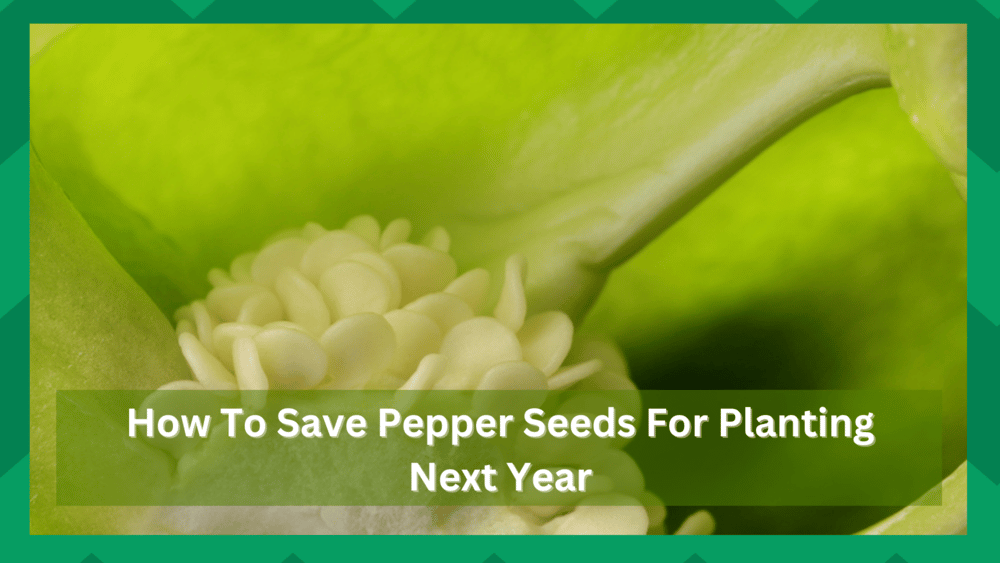 how to save pepper seeds for planting next year