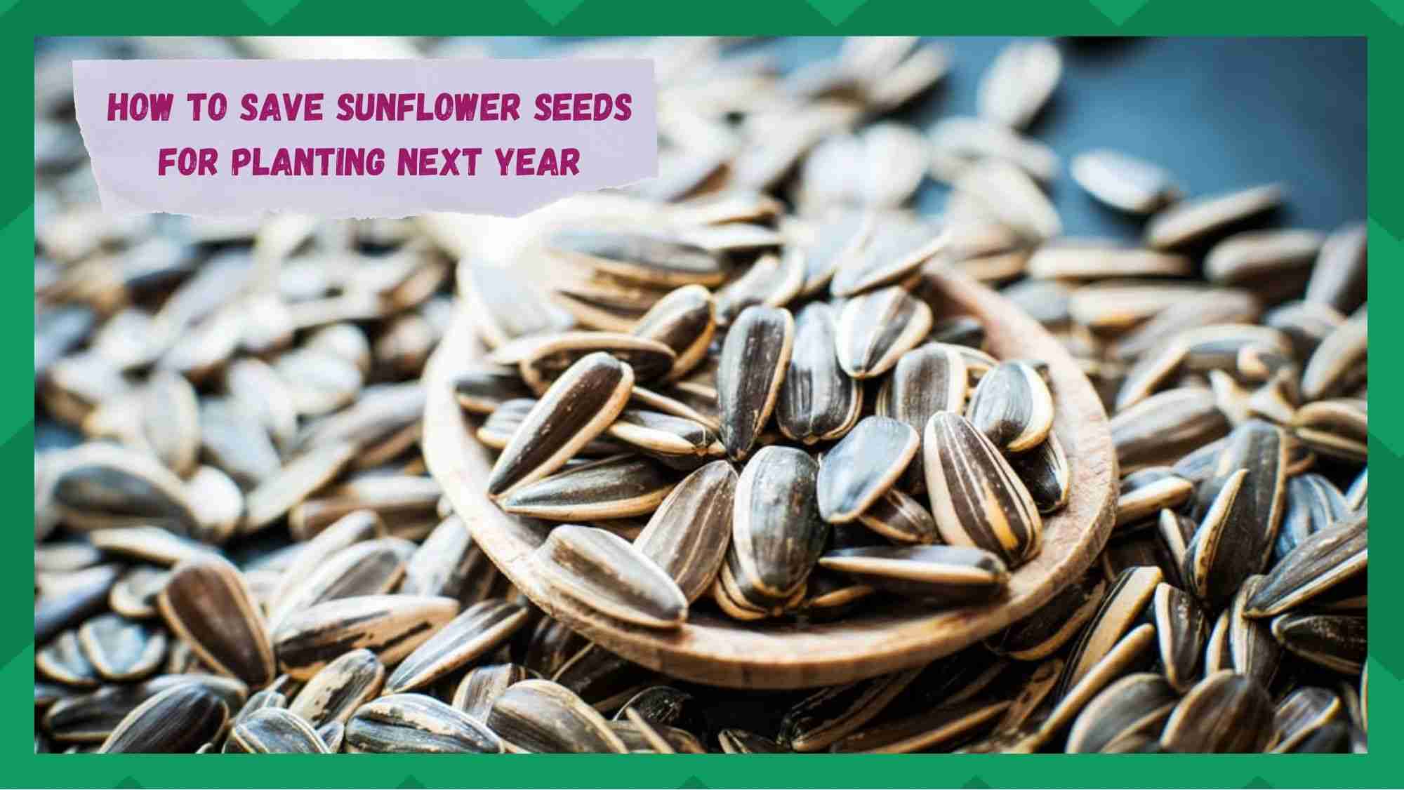 how to save sunflower seeds for planting next year