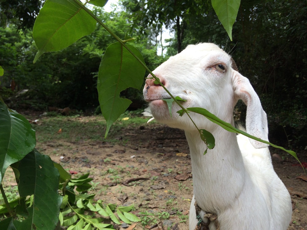 how to stop goats from eating plants