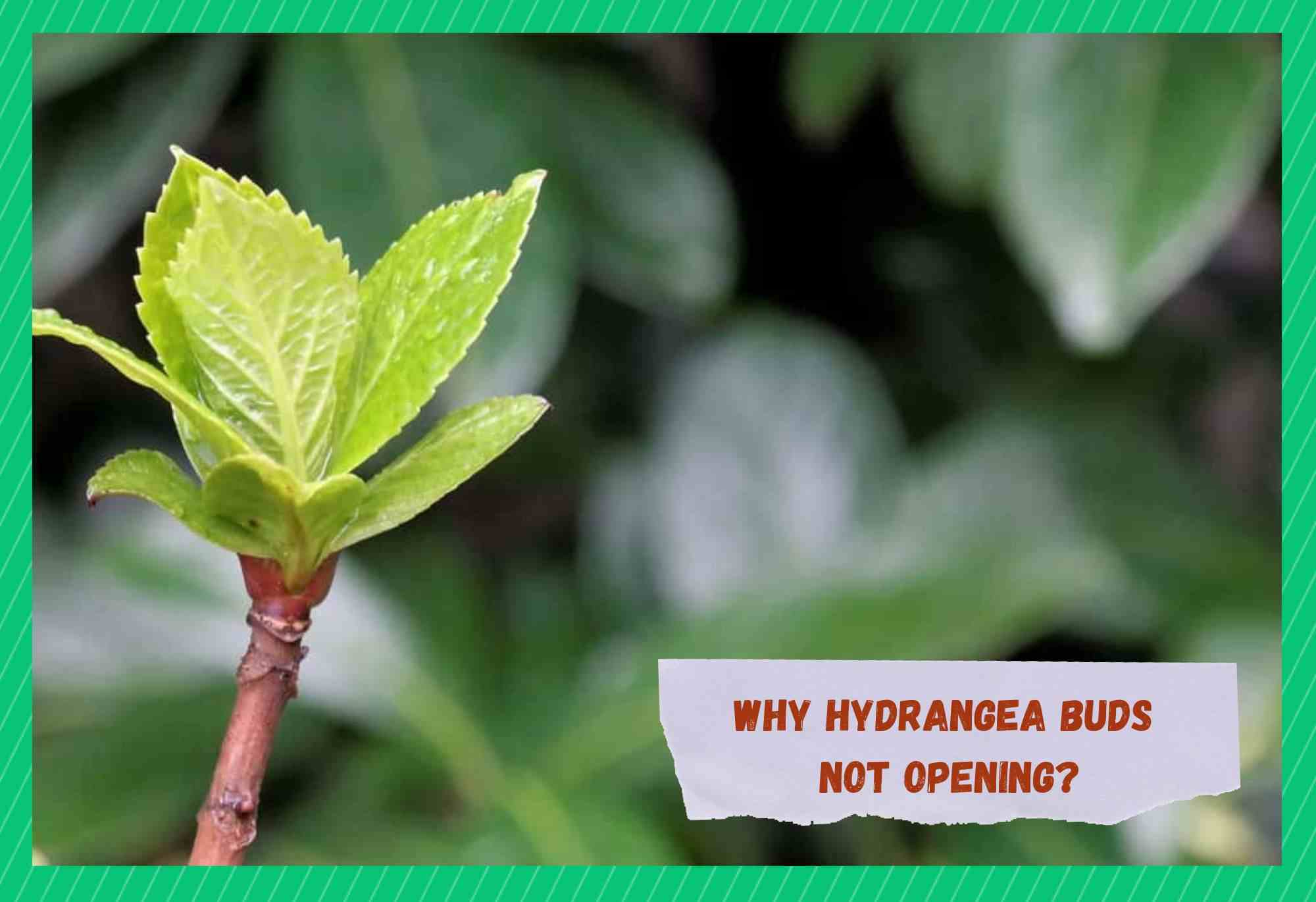 hydrangea buds not opening