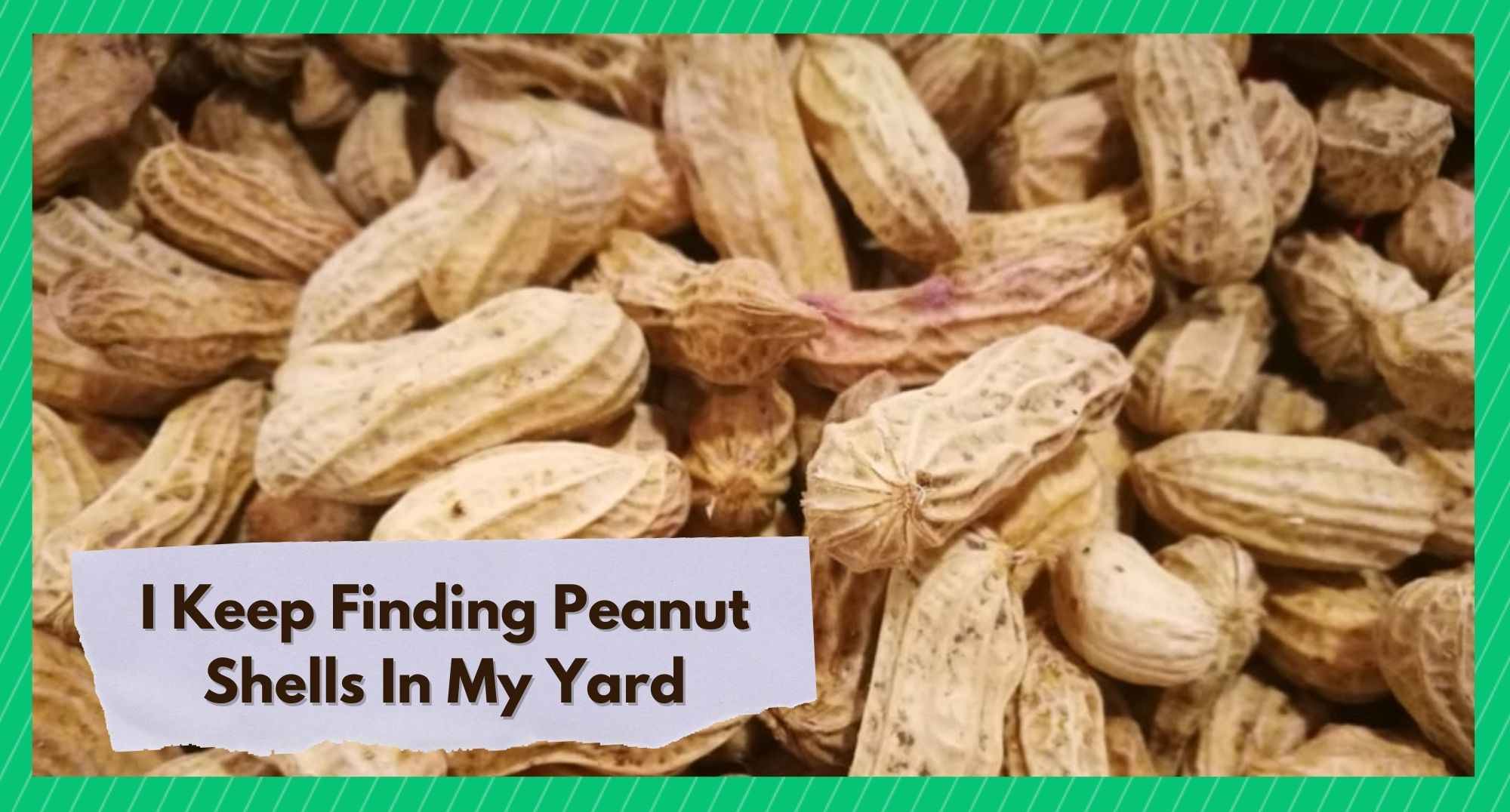 i keep finding peanut shells in my yard