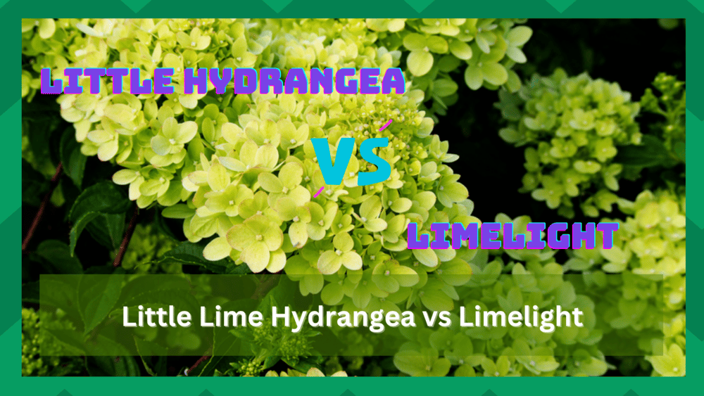 Little Lime Hydrangea vs Limelight