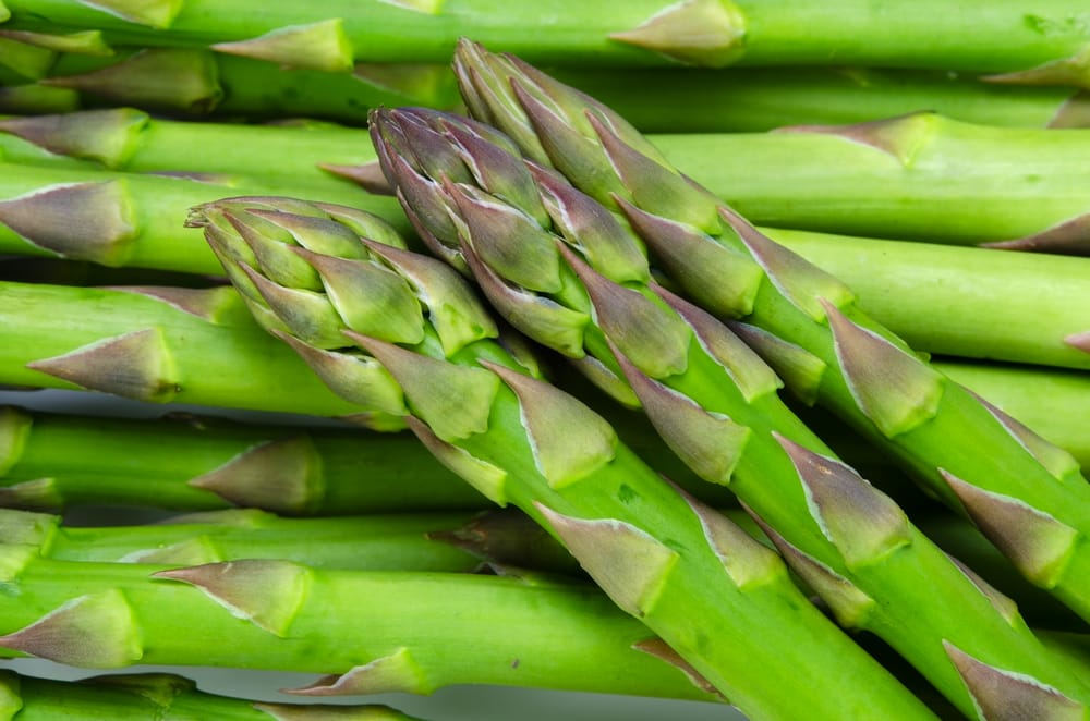 male vs female asparagus plants