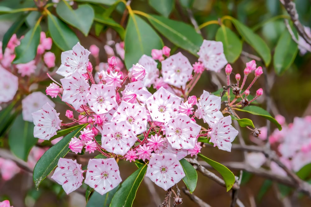 mountain laurel leaves vs rhododendron