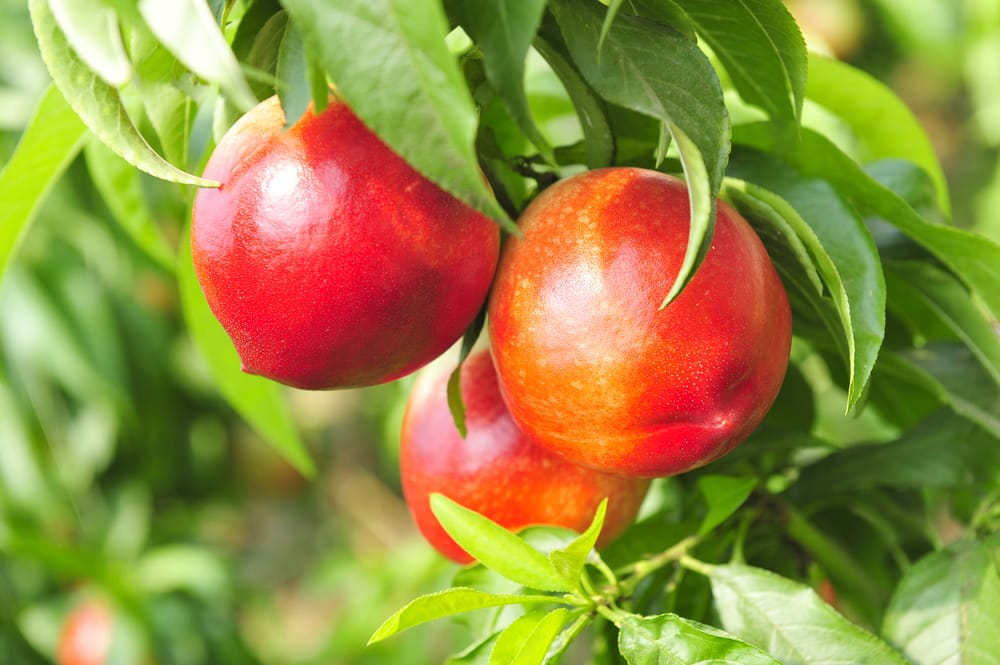 nectarine tree vs peach tree