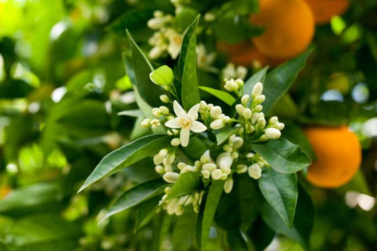 Orange Tree Flowers But No Fruit? 3 Things To Do! Farmer Grows