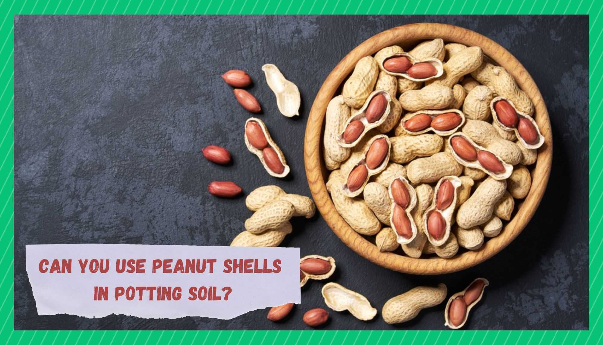 peanut shells in potting soil