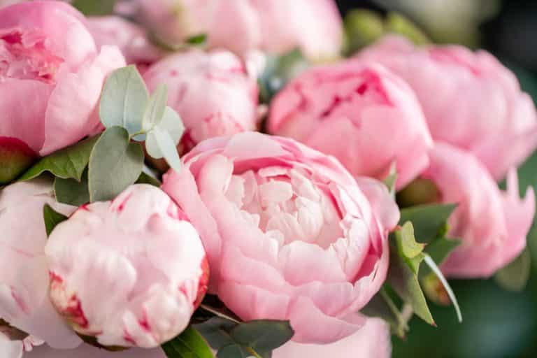 3 Ways To Fix Peonies Not Growing Farmer Grows