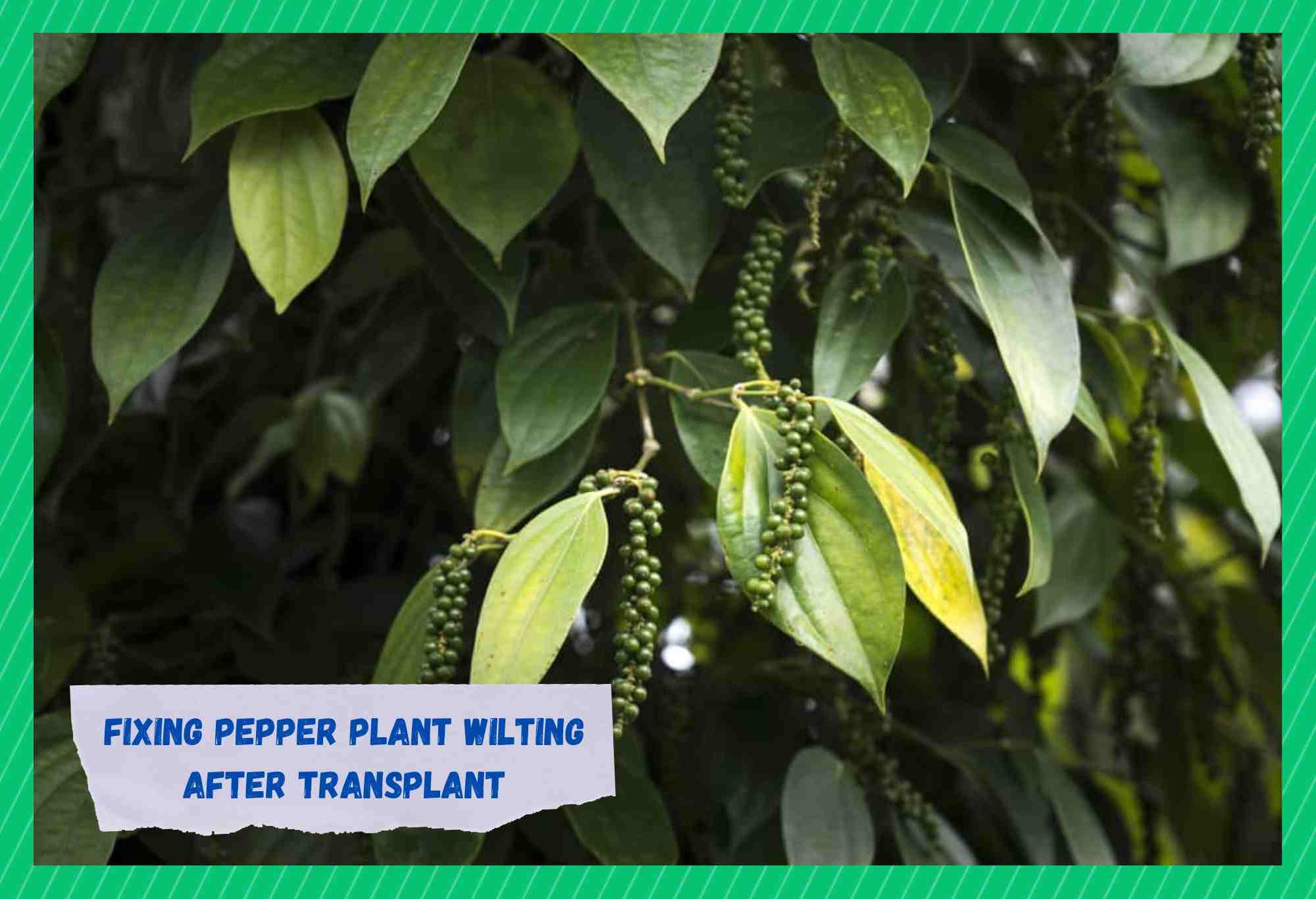 pepper plant wilting after transplant