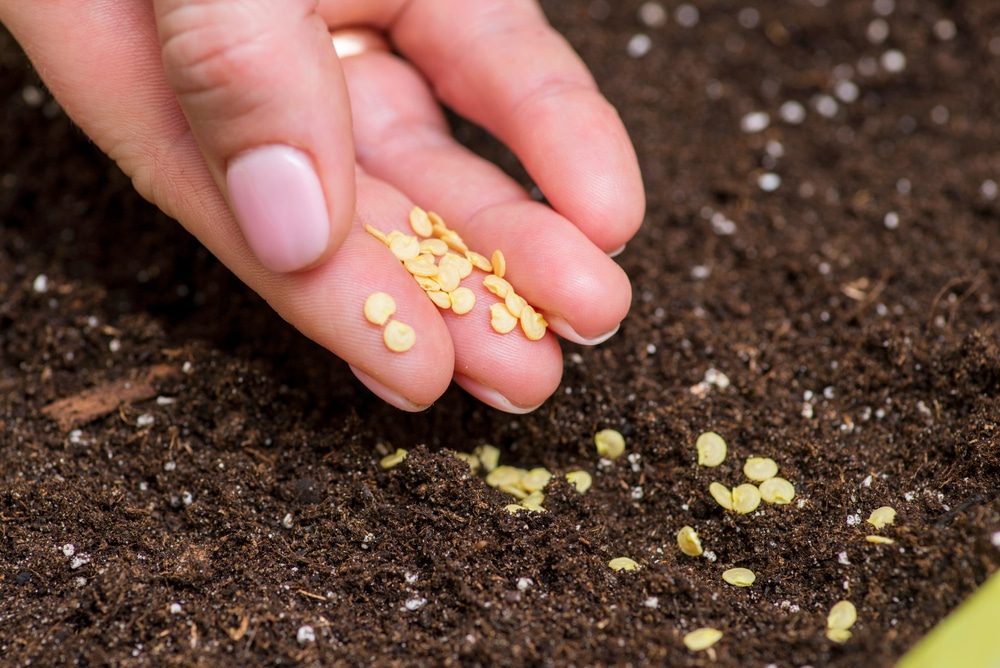 pepper seed