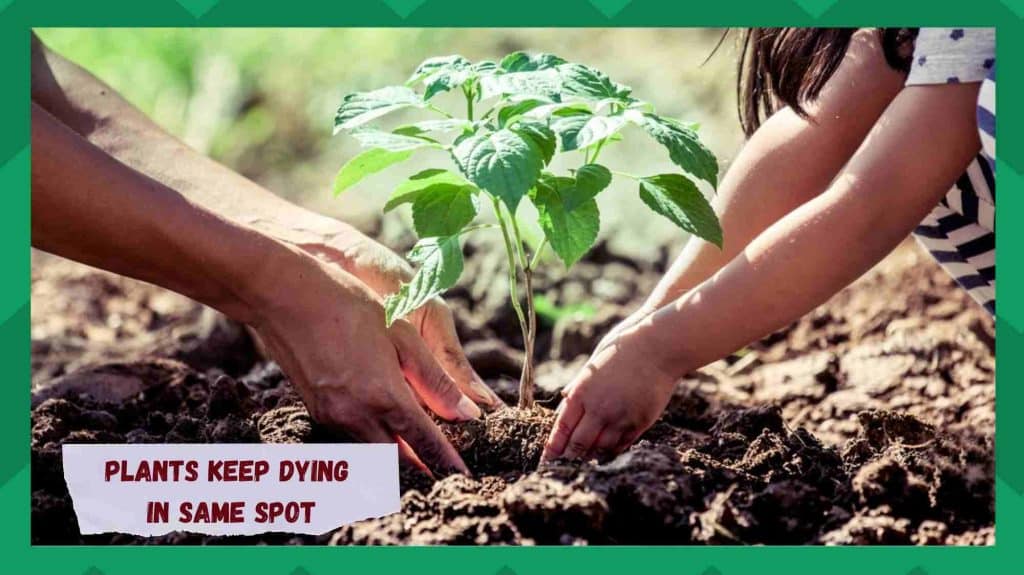 11 Reasons Why Plants Keep Dying In Same Spot Farmer Grows