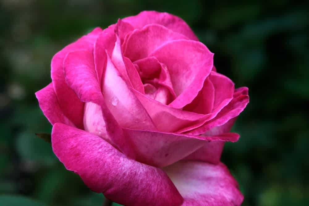 rose rosette disease vs new growth