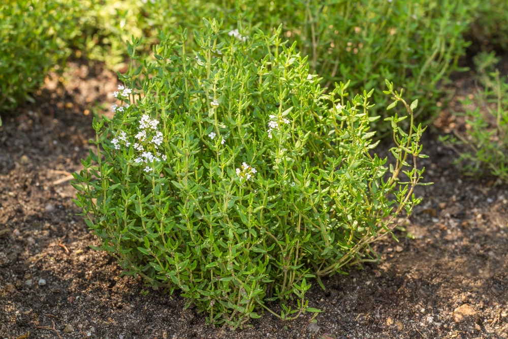 thyme plant dried out