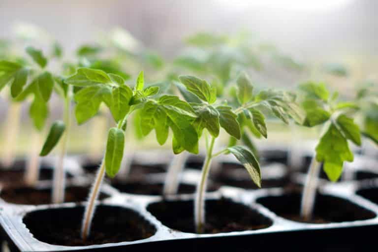 3 Steps To Resolve Tomato Seedlings Not Growing Farmer Grows