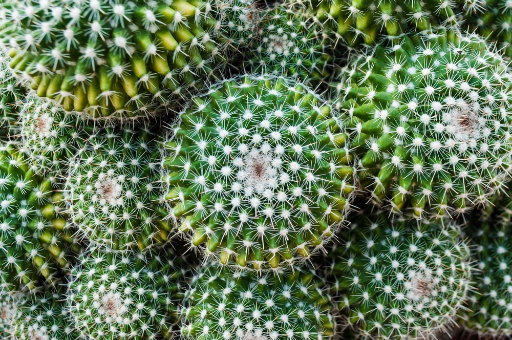 white spots on cactus
