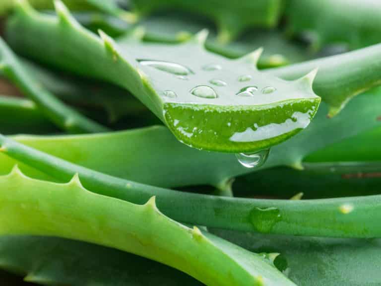 4 Reasons Why Are Your Aloe Leaves Bending Farmer Grows
