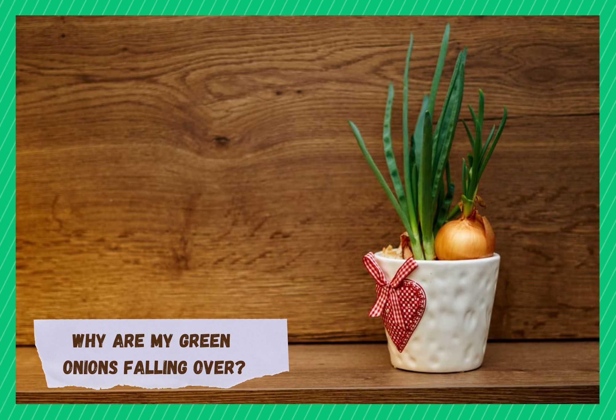 why are my green onions falling over