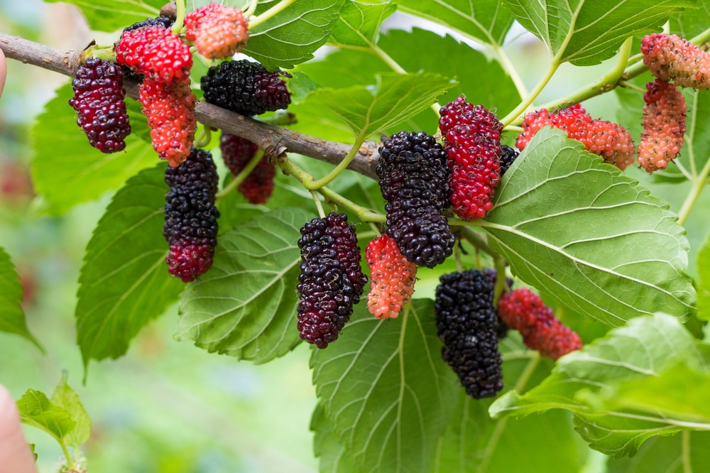 why is my mulberry tree not fruiting