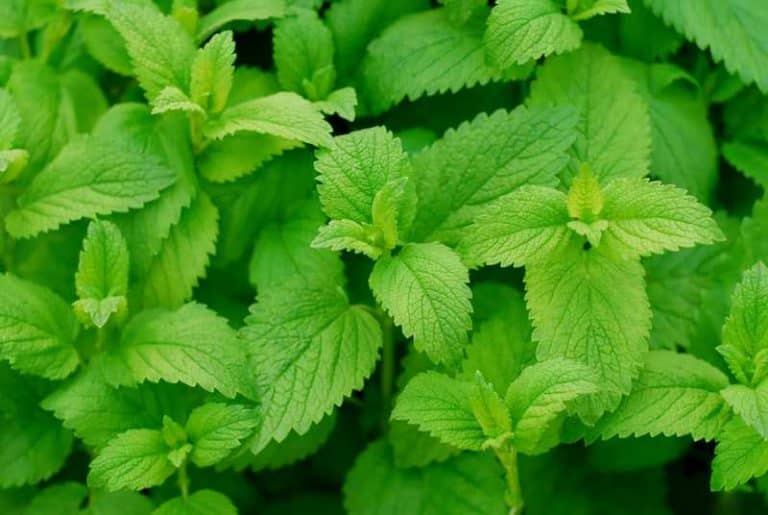 6 Common Reasons Why Lemon Balm Leaves Turning Brown Farmer Grows