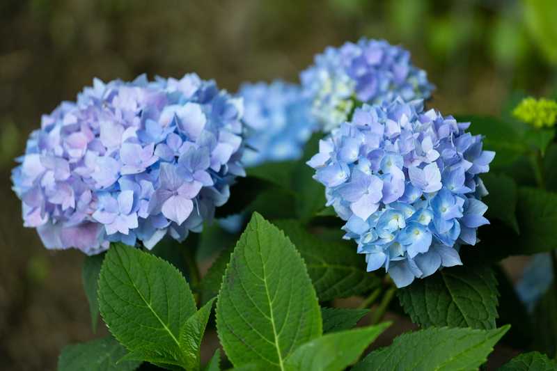 Endless summers are another beautiful flowering plant from the hydrangea category