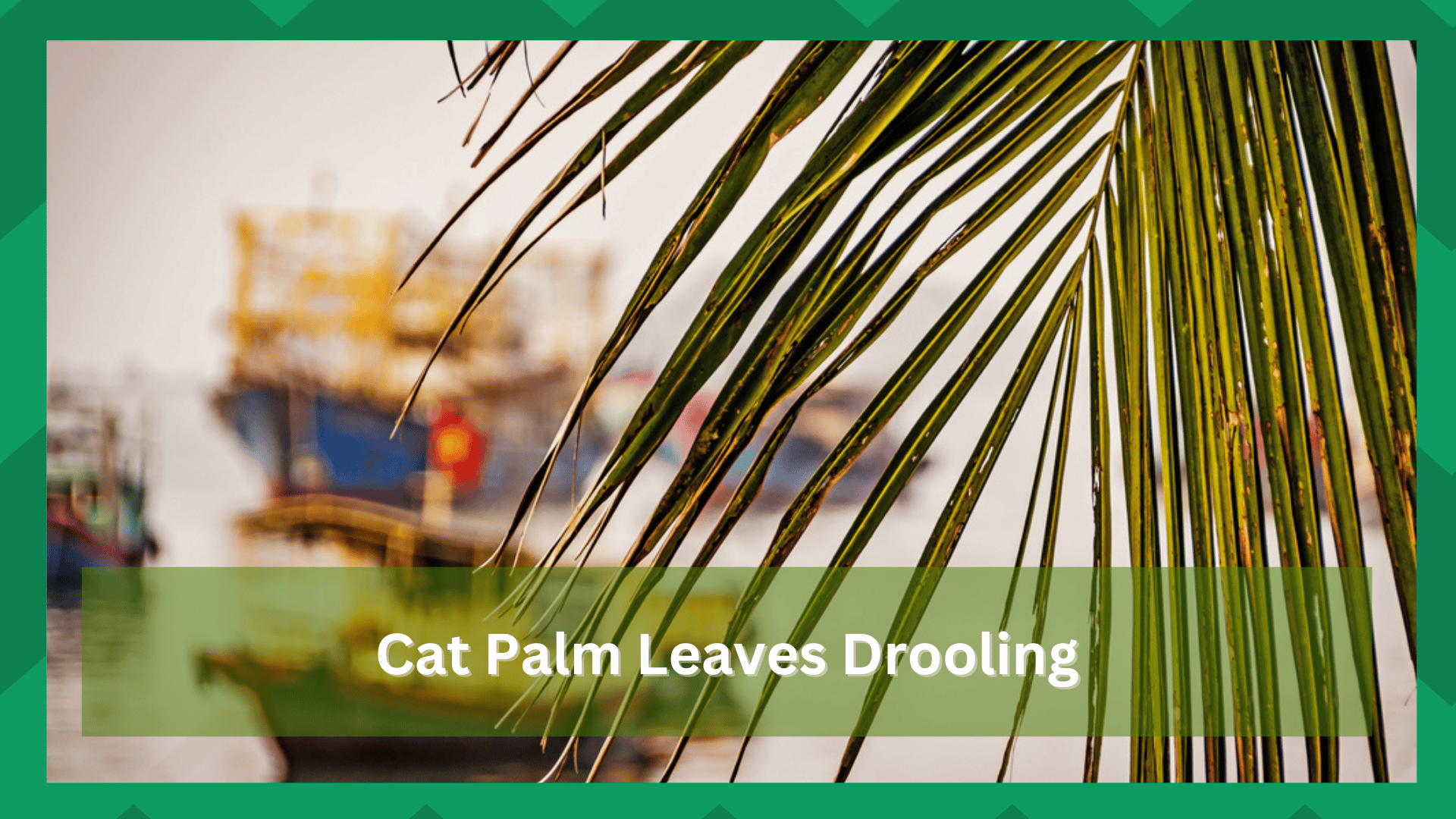 cat palm leaves drooping