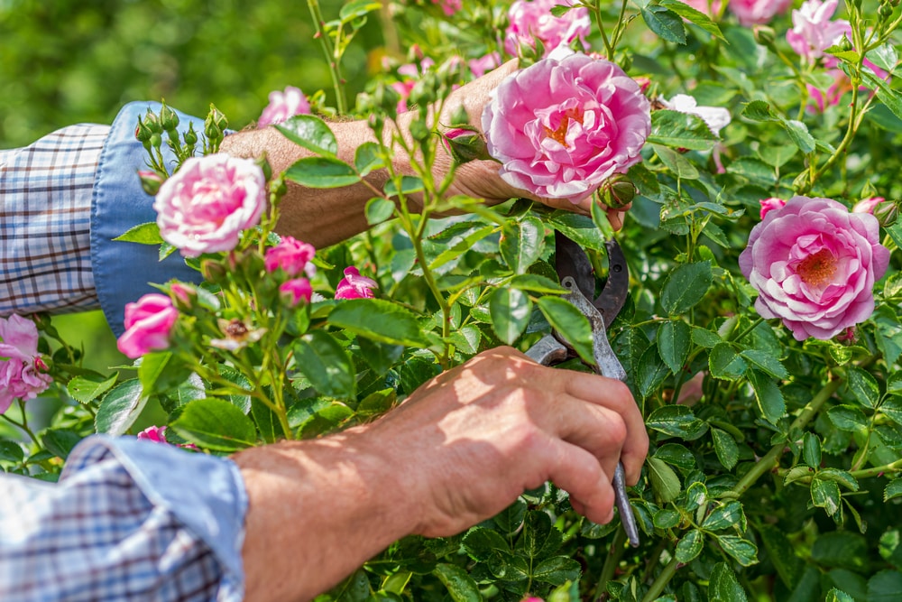 cut roses growing new leaves