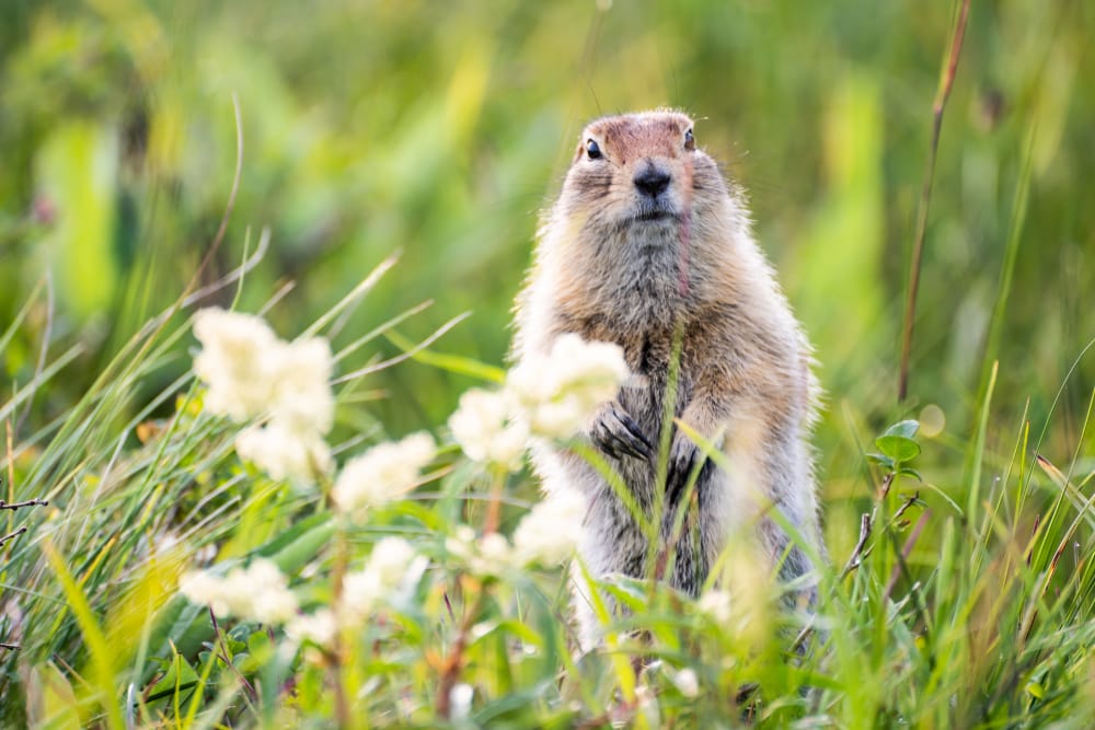 do groundhogs eat hydrangeas