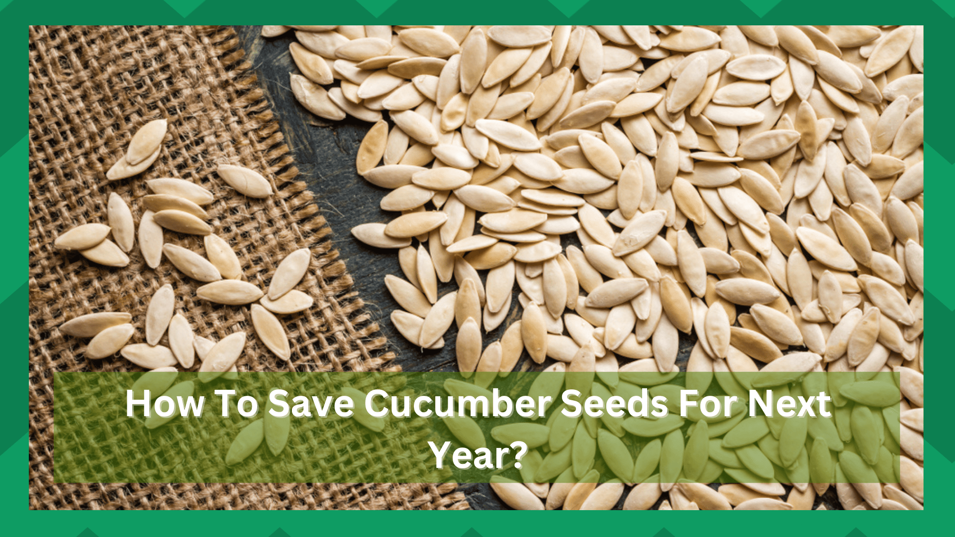 how to save cucumber seeds for next year