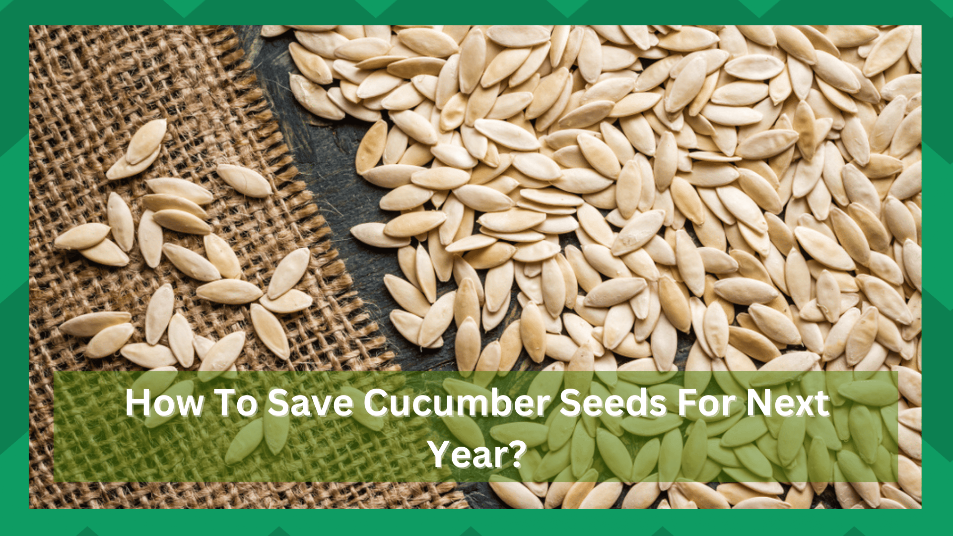 How To Save Cucumber Seeds For Next Year? (4 Easy Methods) - Farmer Grows