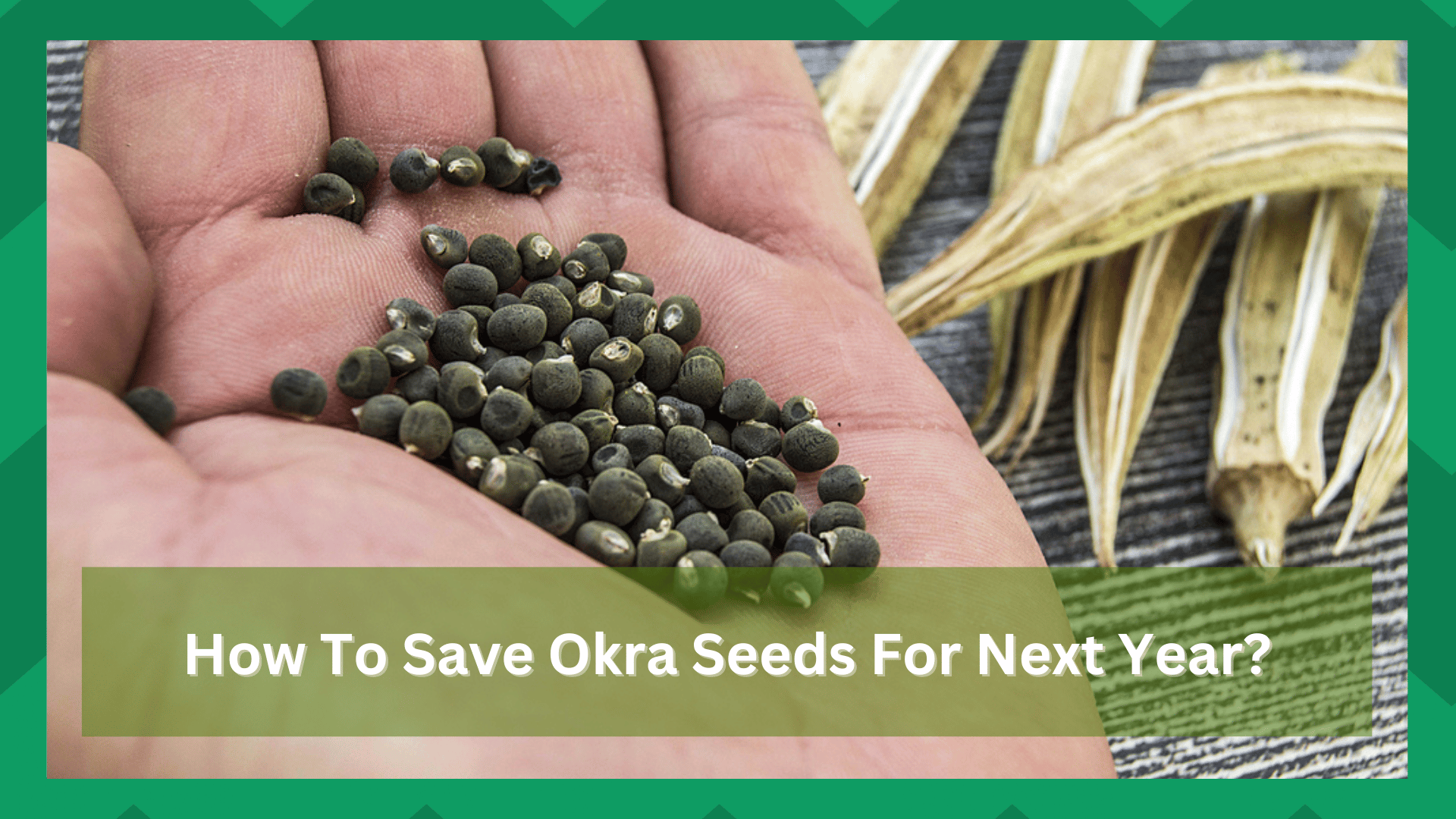 how to save okra seeds for next year