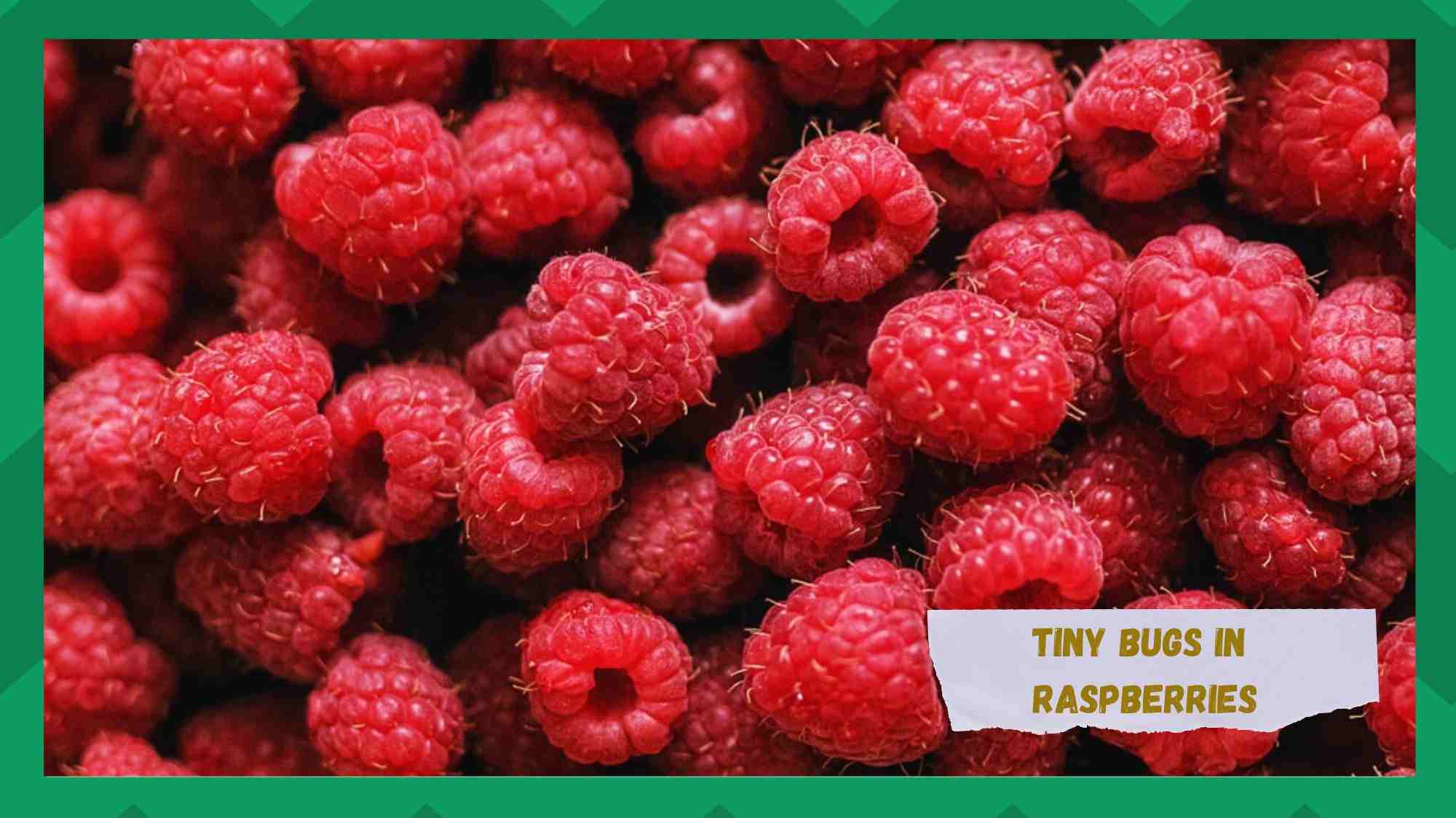 tiny bugs in raspberries