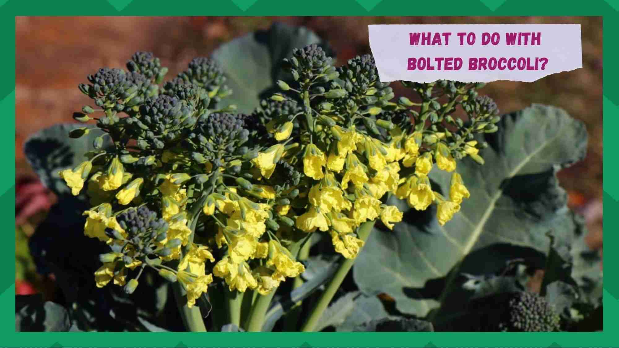 what to do with bolted broccoli