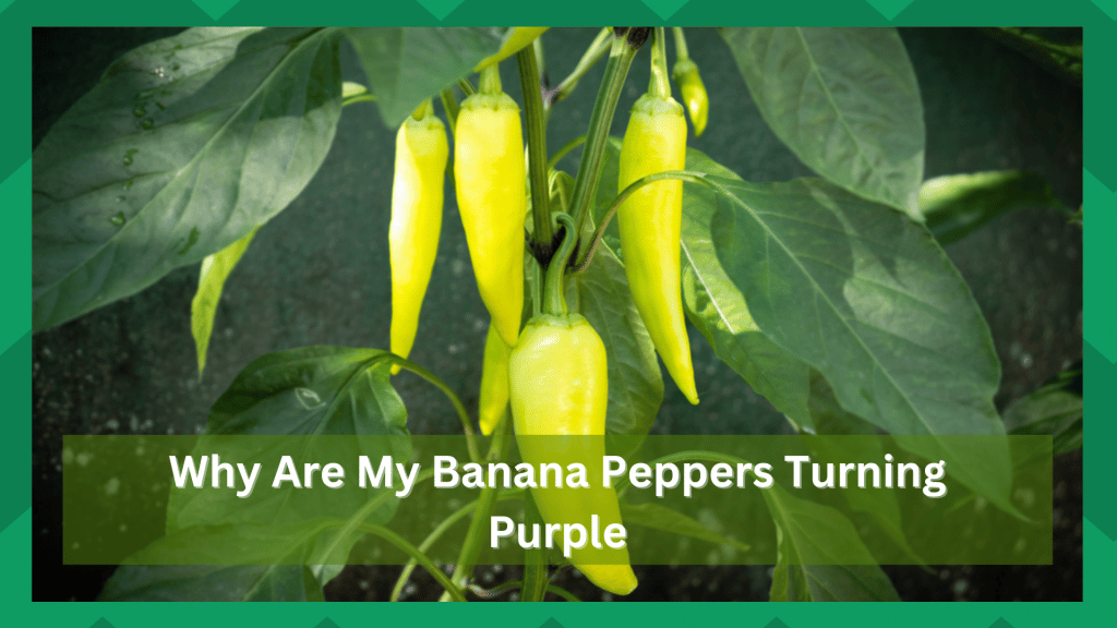 Why Are My Banana Peppers Turning Purple? (9 Possible Reasons) Farmer