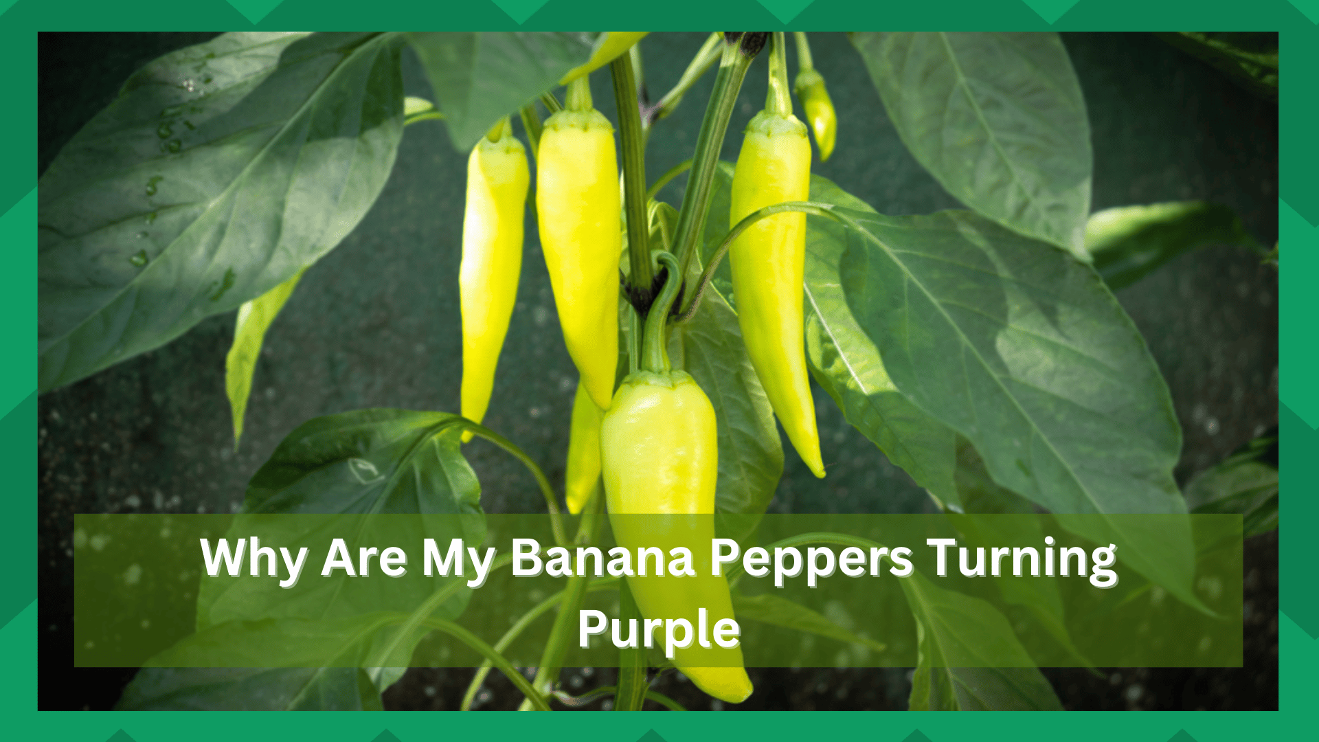 Why Are My Banana Peppers Turning Purple