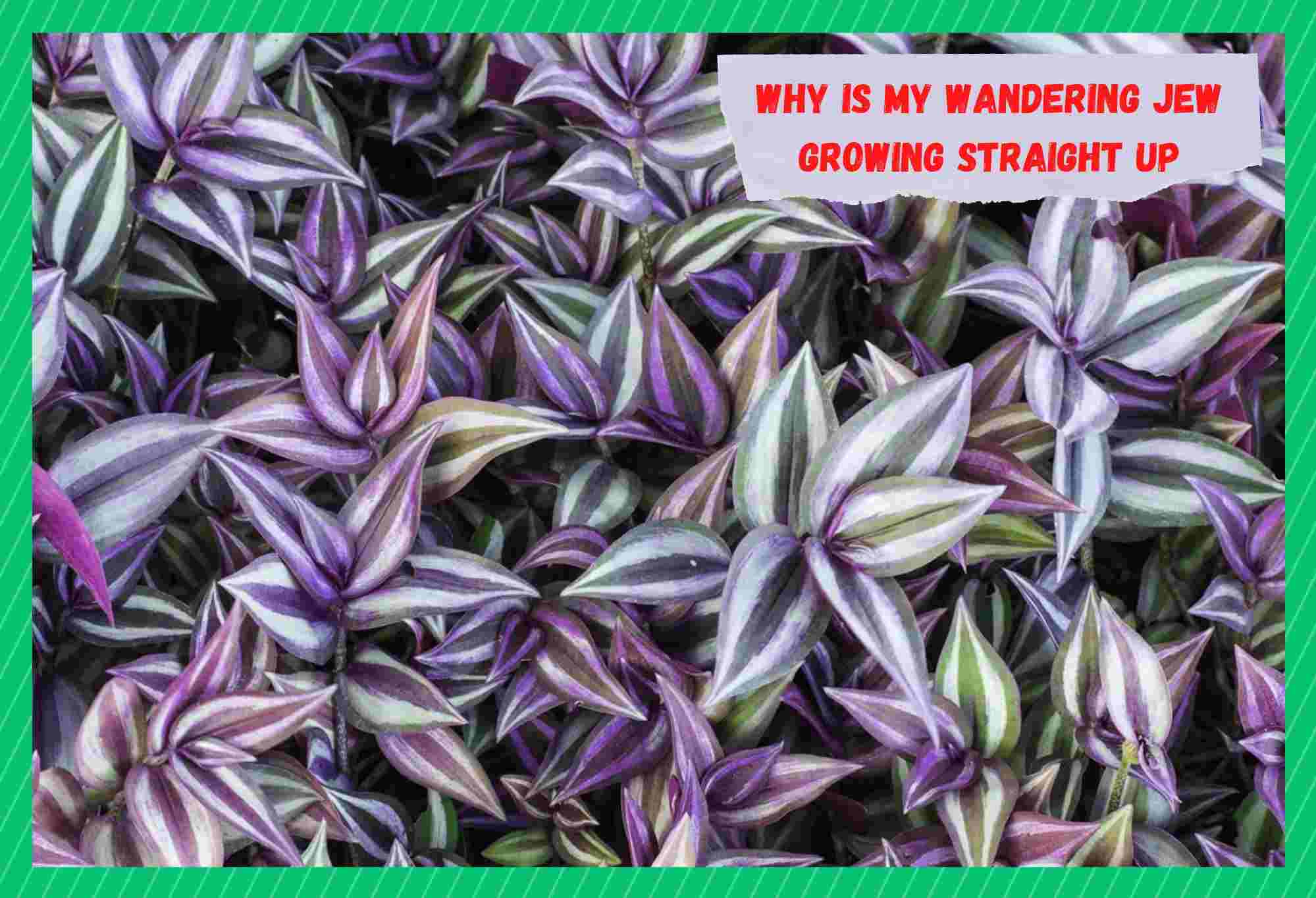 why is my wandering jew growing straight up