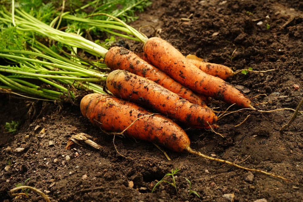 will carrots still grow without tops