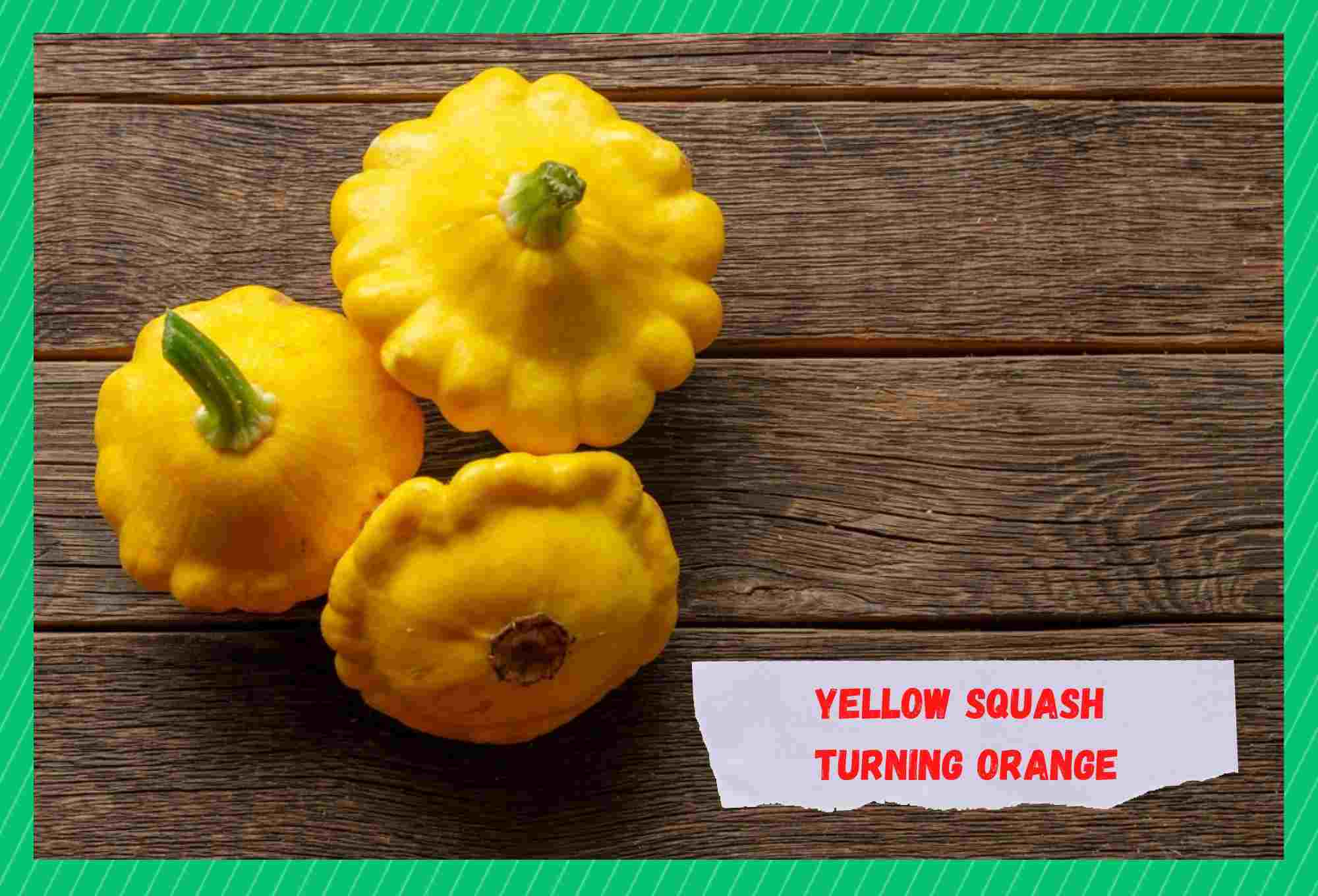 yellow squash turning orange