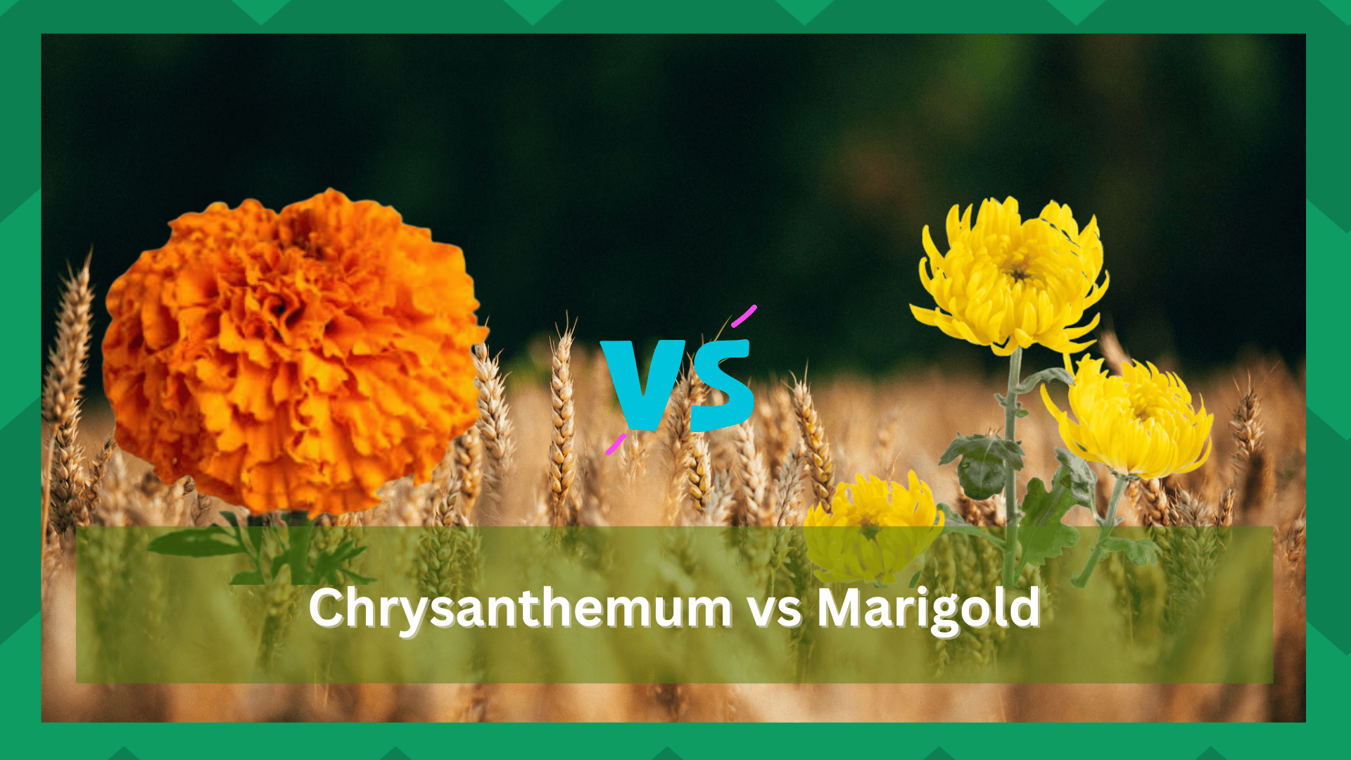 chrysanthemum vs marigold