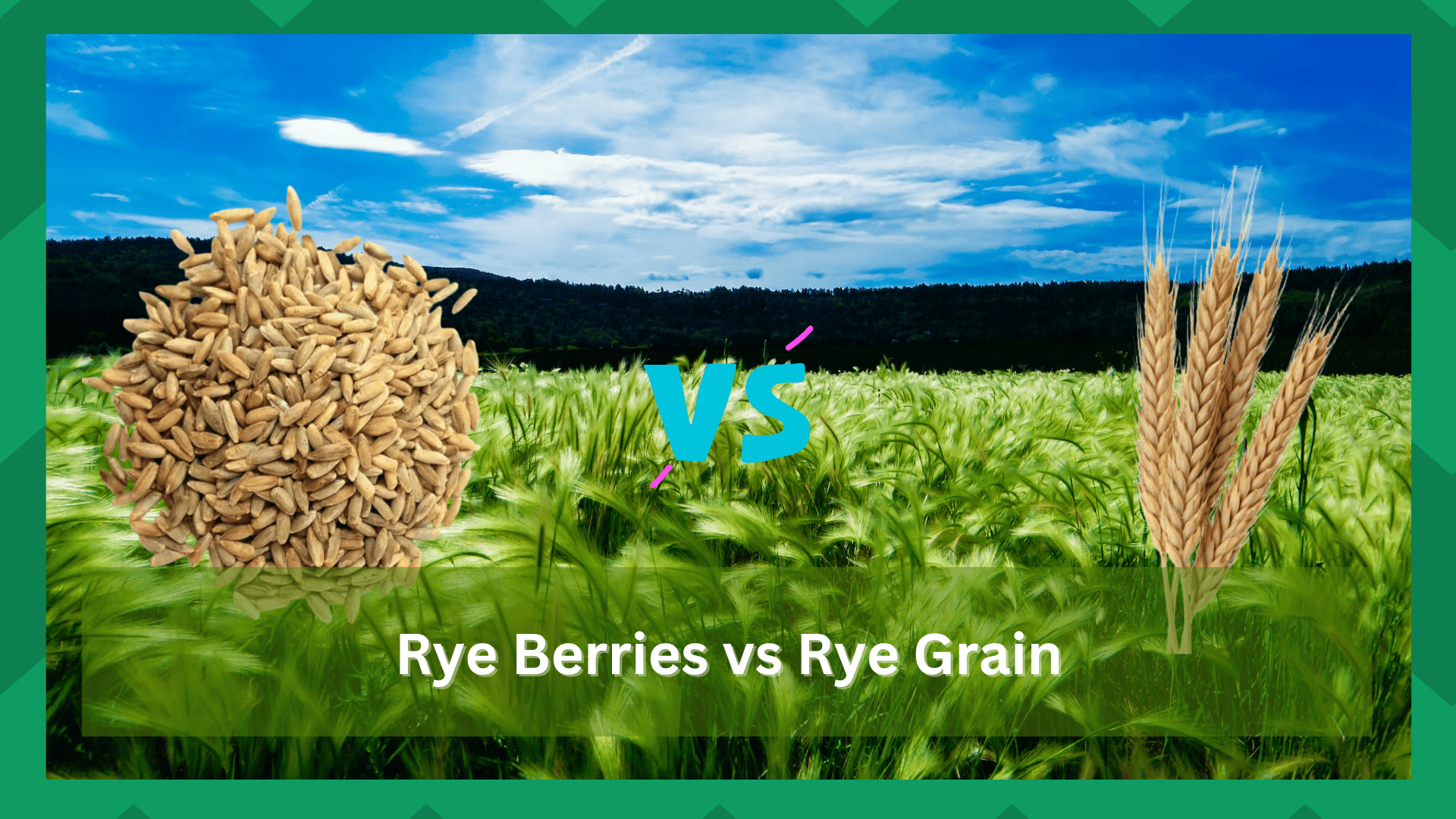 rye berries vs rye grain