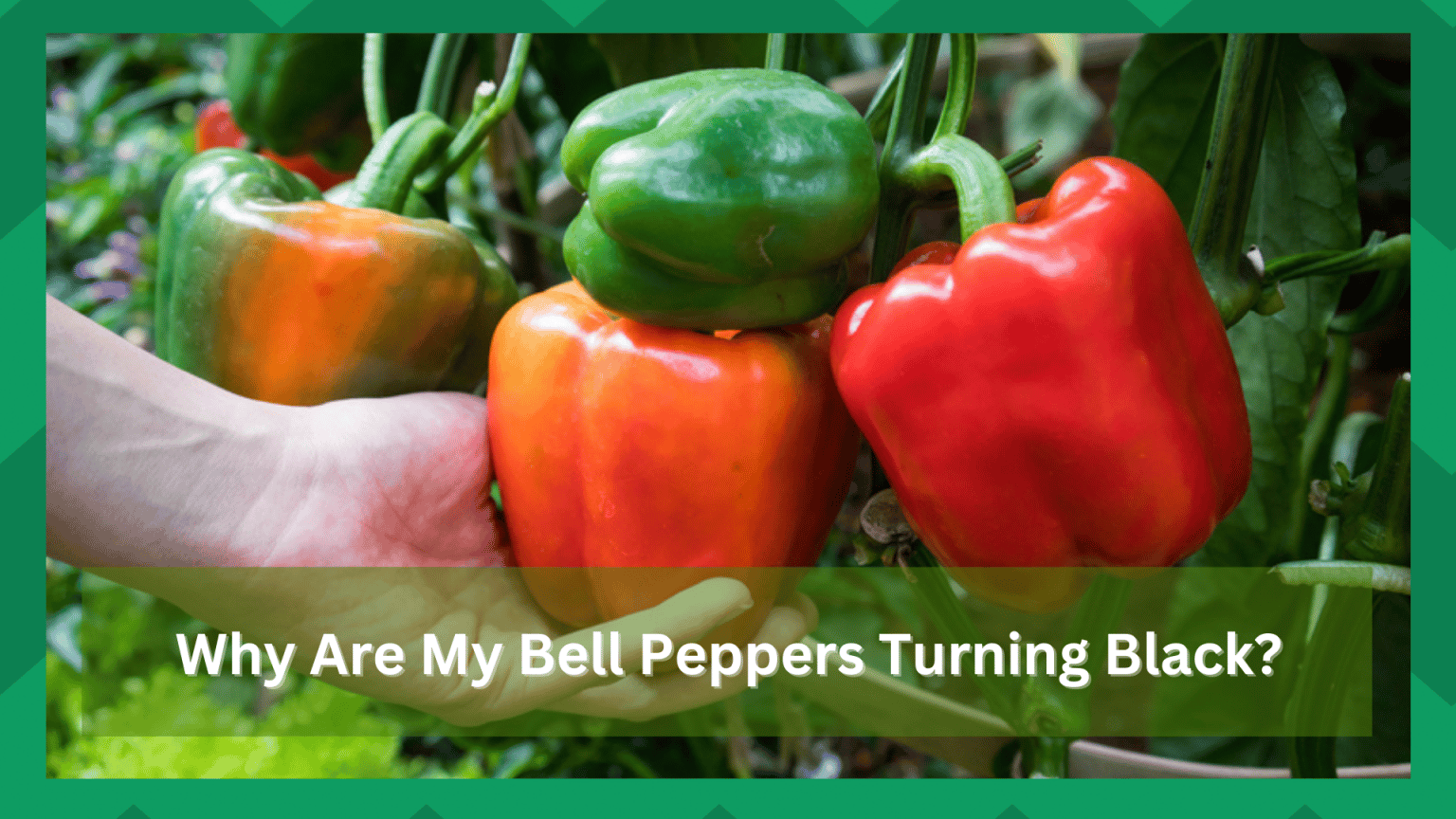Why Are My Bell Peppers Turning Black? (4 Reasons) Farmer Grows