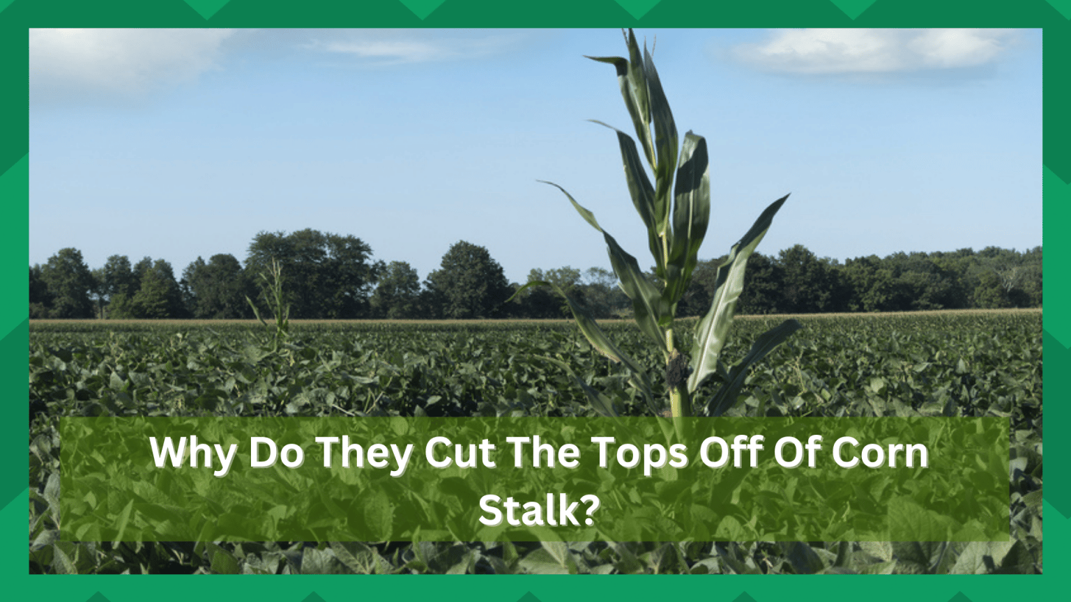 Why Do They Cut The Tops Off Of Corn Stalks? (3 Possibilities) Farmer