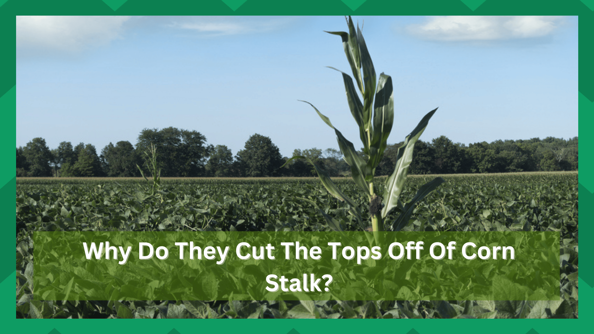 Why Do They Cut The Tops Off Of Corn Stalks