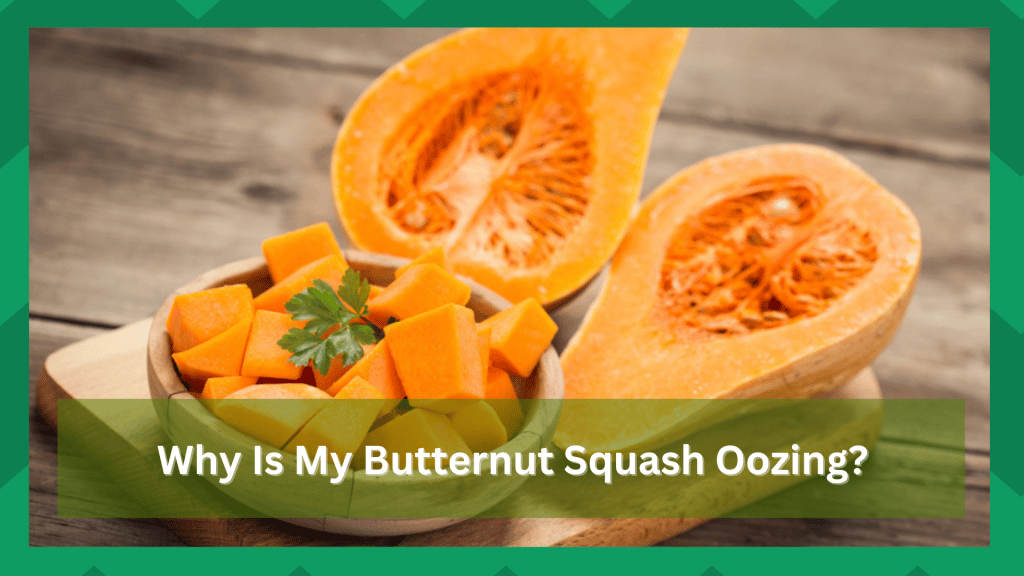 Butternut Squash Oozing 3 Possible Reasons Farmer Grows