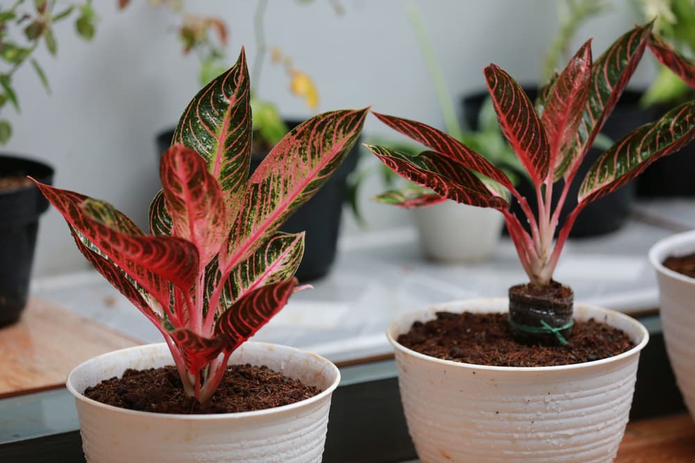 aglaonema vs dieffenbachia