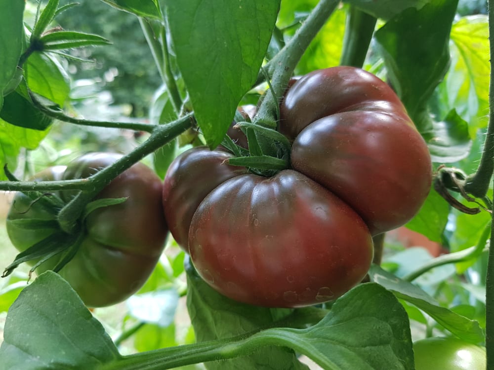 black krim tomato review