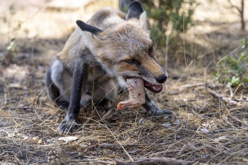 do foxes eat sheep