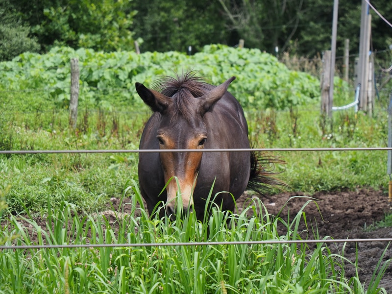 The Differences Between Electric Fence Wire vs Poly Wire Farmer Grows