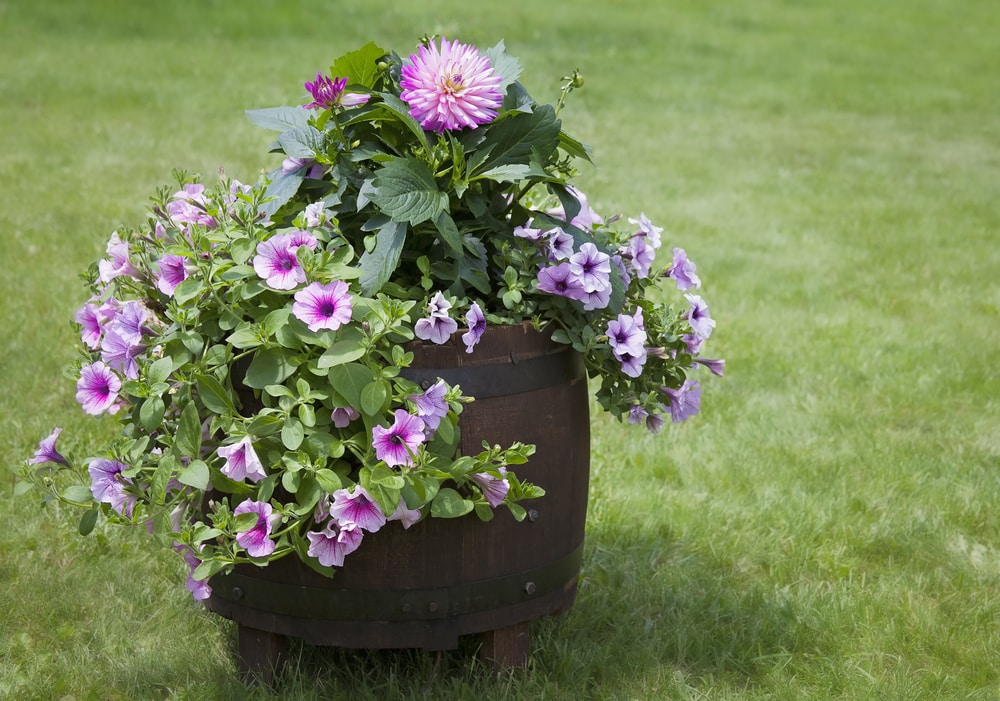 How Long Do Whiskey Barrel Planters Last Answered Farmer Grows
