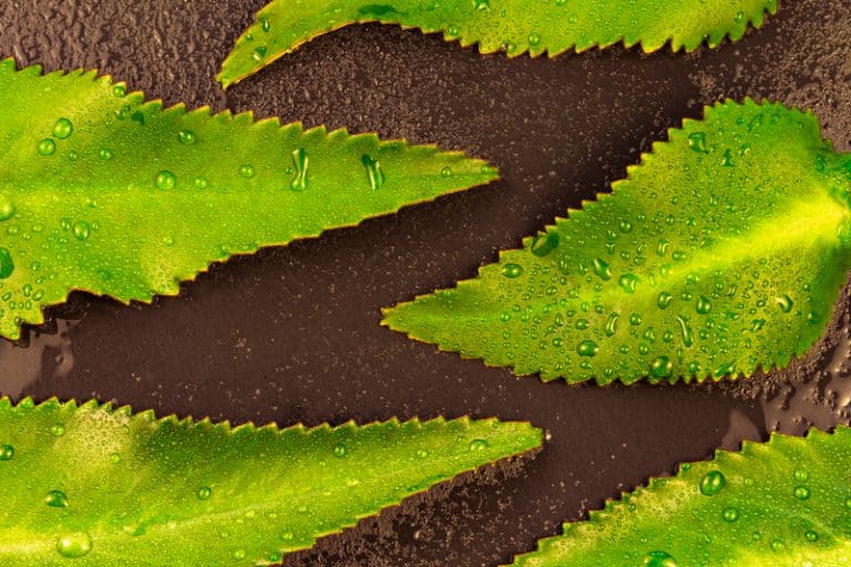 5 Reasons For Kalanchoe Leaves Turning Yellow Farmer Grows