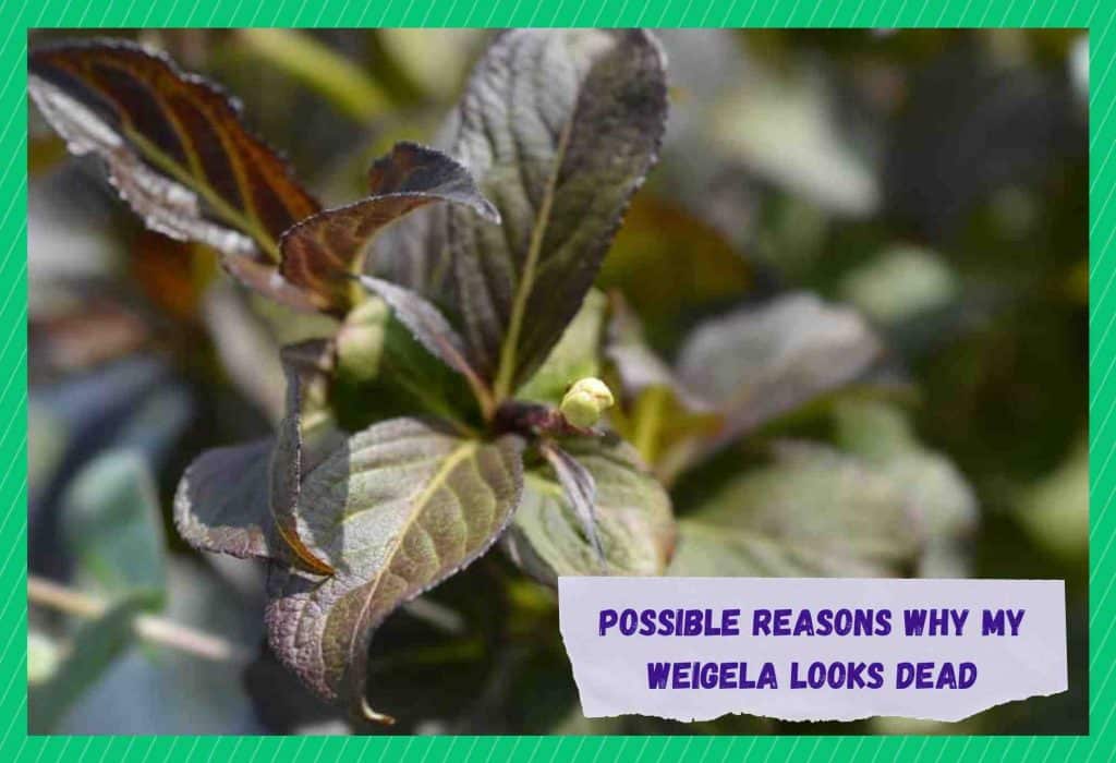 My Weigela Looks Dead 6 Possible Reasons Farmer Grows